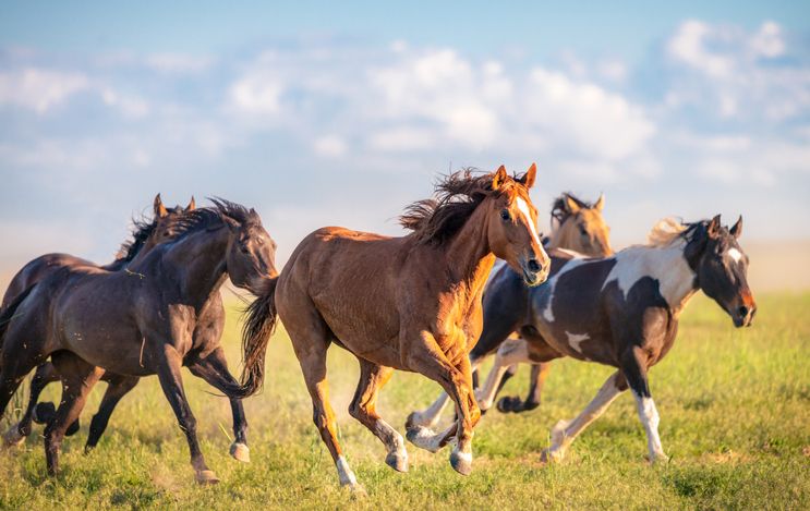 Accueillir et guérir le cheval sauvage intérieur