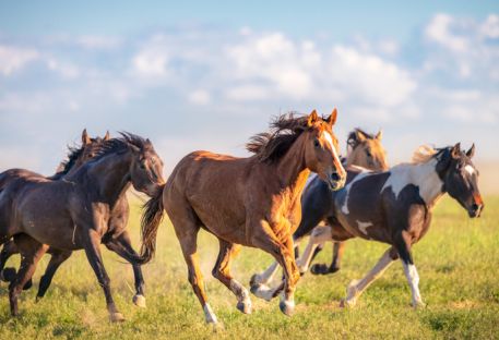 Accueillir et guérir le cheval sauvage intérieur